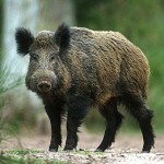 boar