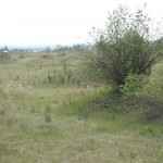 mima mounds meadow